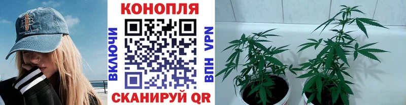 Бошки марихуана тримм  кракен онион  Красный Кут 